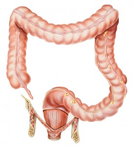 Normal human anatomy of an appendix, colon, and rectum (male or female).